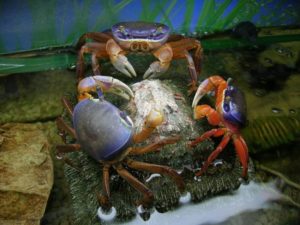 cardisoma-armatum-rainbow-land-crab