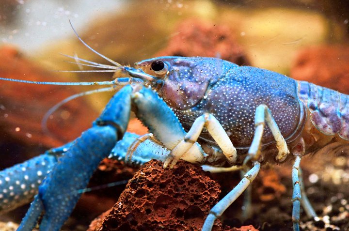 Procambarus clarkii - Variedade azul